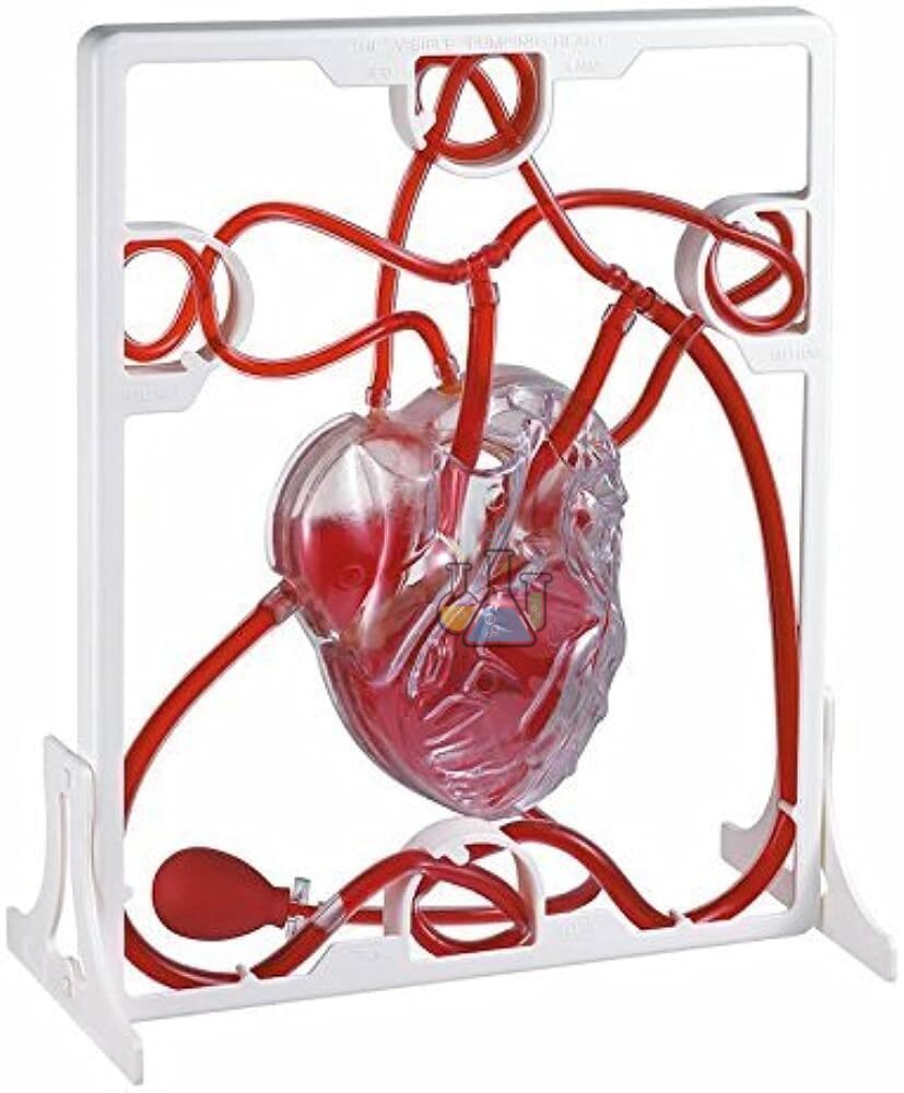 Model of the circulatory system